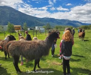 school field trip to The Llama Sanctuary
