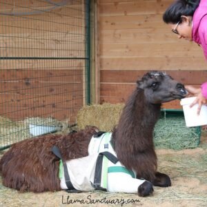Lenny the llama with a broken leg gets some love