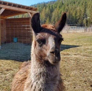 One of a herd of llamas roaming wild in the South Okanagan region of British Columbia.  Rescued by The Llama Sanctuary after someone started shooting the llamas