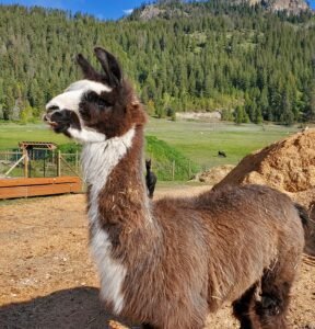 Rico the llama is nearly blind