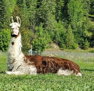Llama Rya - rescued by The Llama Sanctuary - forgotten and left alone without food or water when owner was in hospital long term