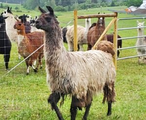Suri llama Silverbell left behind on property when owner moved away.