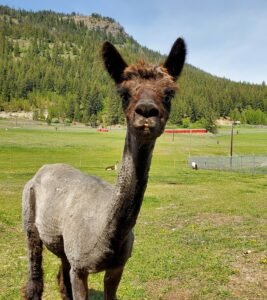 Twizzle is one of 10 llamas, alpacas and hybrids rescued by The Llama Sanctuary in 2024