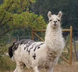 The Llama Sanctuary was called upon by the SPCA to catch and care for this beautiful llama 