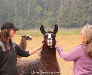 The soft cheeks of a llama
