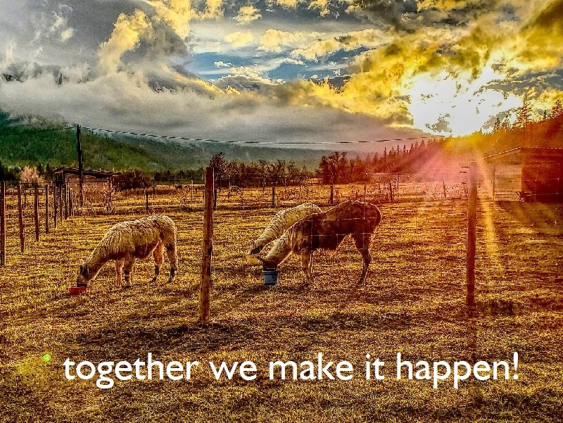 Llama Brownie and friends enjoying a sunset feed