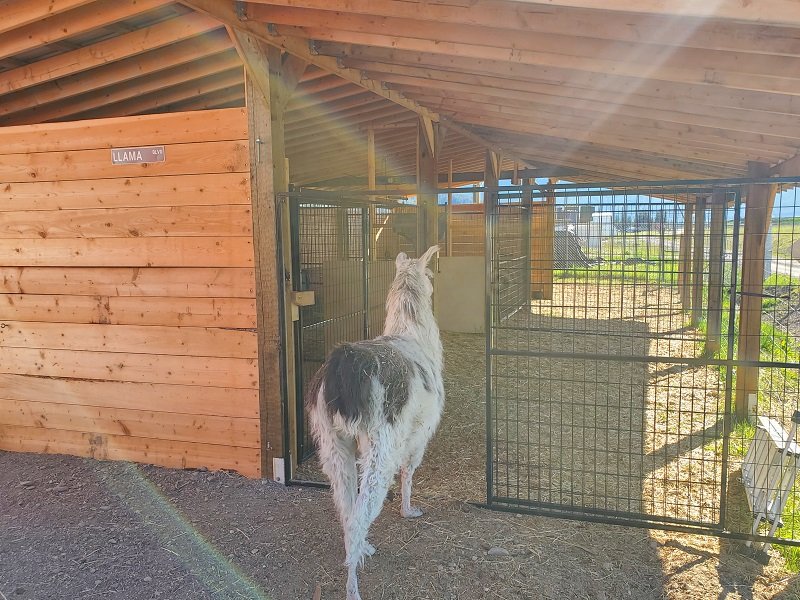 isolation stalls in The Llama  Sanctuary hospital