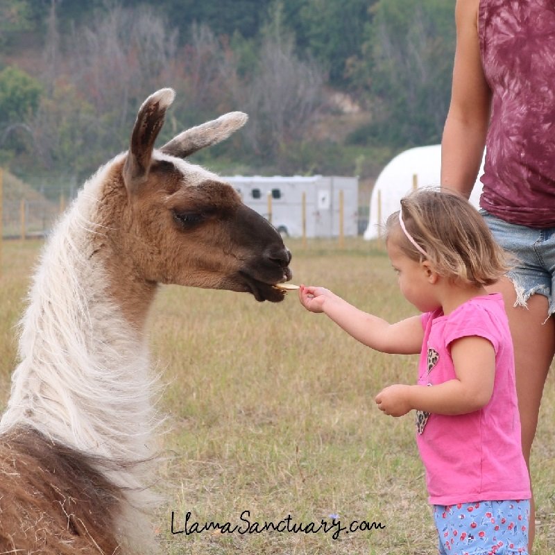 young girl feeding a carrot to a friendly llama