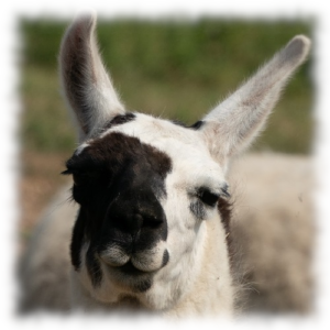 smiling serene llama Carmen at The Llama Sanctuary