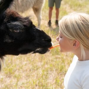llama taking a carrot from a young girl's mouth