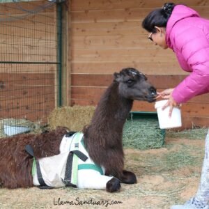 feeding carrots to an injured llama