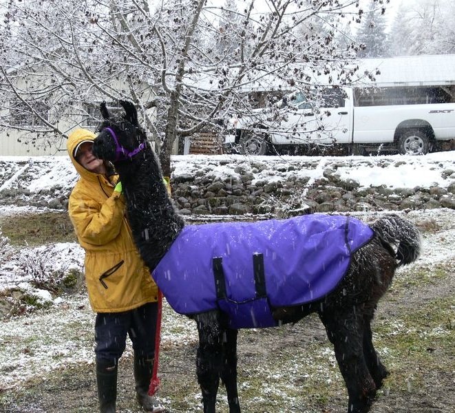 Georgie the rescued llama arrives at The Llama Sanctuary in the snow