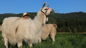 Beautiful llamas grazing in a lush green field at the Llama Sanctuary