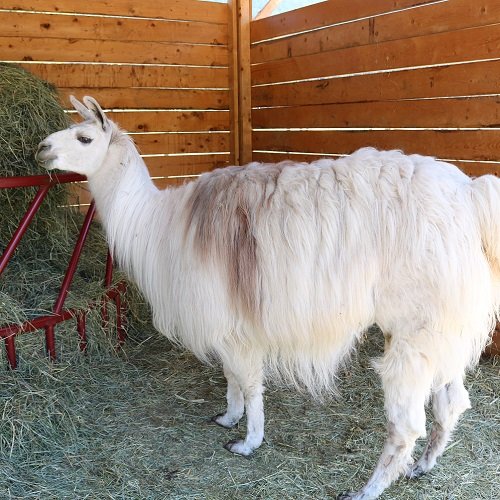 Manna has been at The Llama Sanctuary for 18 years and is the longest servicing resident
