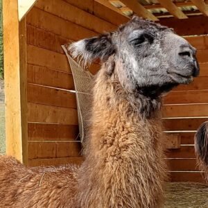A most gentle and affectionate llama, Moji is a Sanctuary favourite