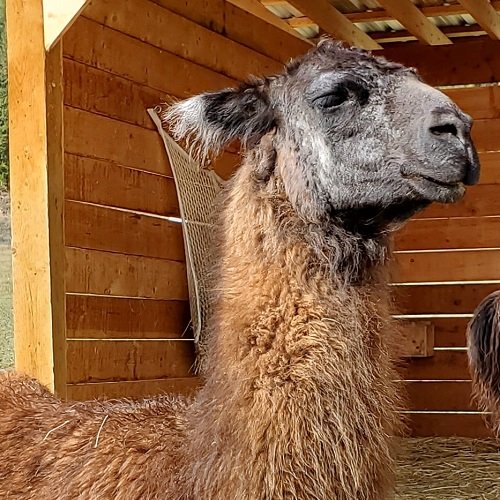 A most gentle and affectionate llama, Moji is a Sanctuary favourite