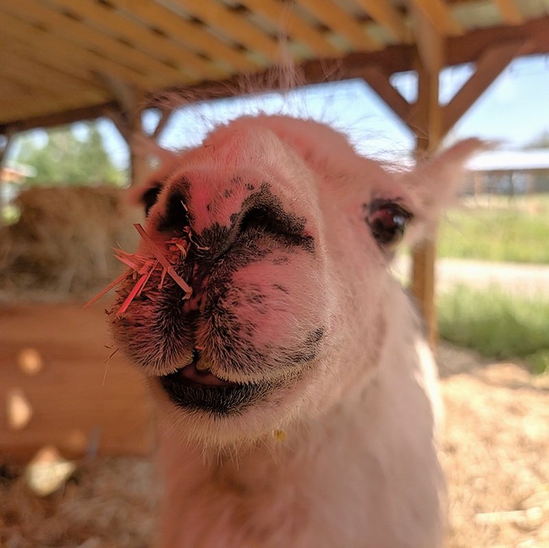 some llamas are little more special than others