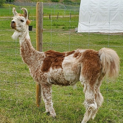Llama Princess was attacked by a bear and severely injured. She has since developed osteoarthritis