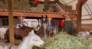 Acquiring the best quality and perfect quantity of hay to feed the dozens of llamas and alpacas at The Llama Sanctuary each year is a huge challenge
