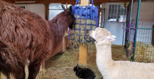 do you have what it takes to be a volunteer at an animal sanctuary?