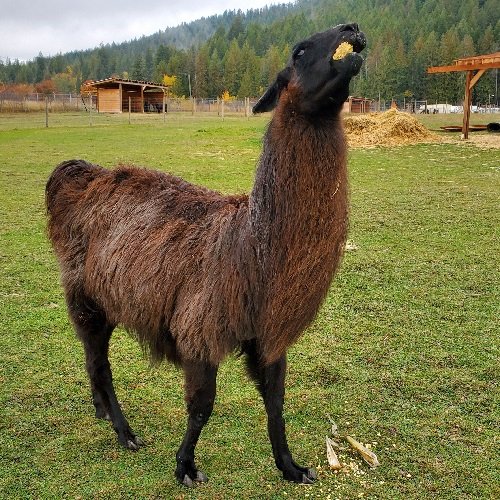 Toby the llama loves corn on the cob. He can whittle that cob faster than anyone