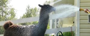 Duffy the llama loves to take a shower when it's hot outside