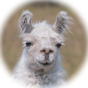 MoonShadow was severely neglected before the SPCA requested Sanctuary assistance to catch and care for him