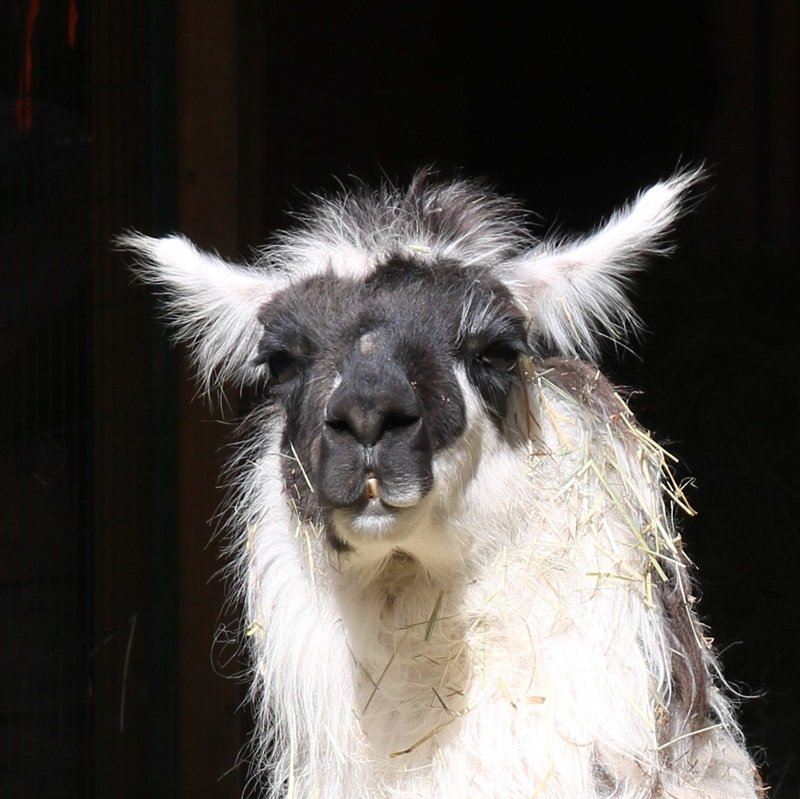 some llamas don't want to be touched