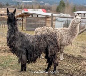 Every year, The Llama Sanctuary rescues and cares for many neglected llamas and alpacas