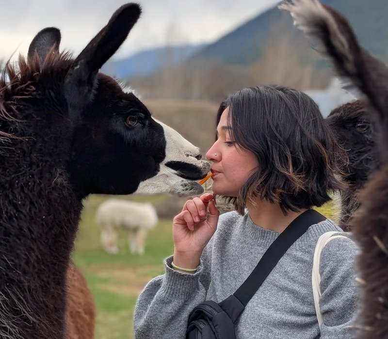 llama taking a carrot from the mouth of a visitor
