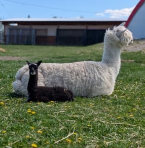 Baby alpaca Harry snuggles up to his mother who was born blind