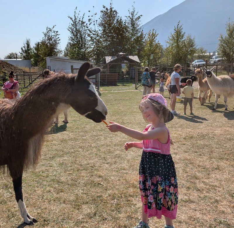 meet the llamas, hear their rescue  stories and help us rebuild the trust that they have lost with humans