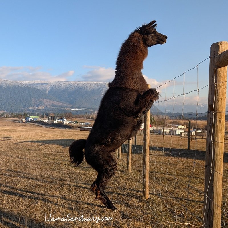 llamas can stand on their hind legs for a long time