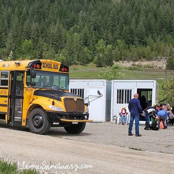 The Llama Sanctuary is a popular destination for school field trips.  It's fun, engaging, educational and heart-warming