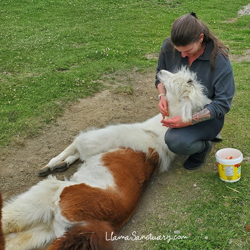 if snuggling with a llama is on your bucket list, The Llama Sanctuary in Tappen, BC is the place to go