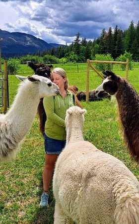 visitor enjoying the peace of the llamas at The Llama Sanctuary in the Shuswap Region of British Columbia