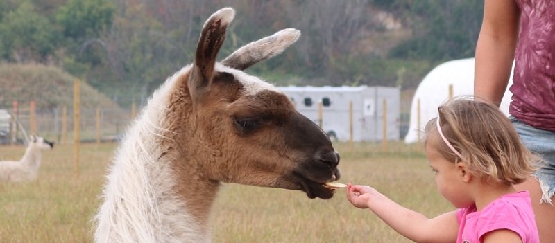 concentration is required to feed the llamas according to this young visitor to The Llama Sanctuary in the Shuswap region
