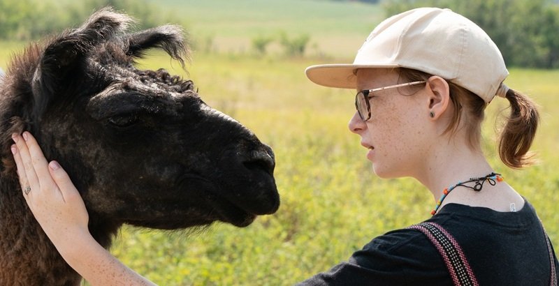 young girl gently stroking the face of a llama at The Llama Sanctuary in British Columbia