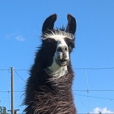 If you enjoy being ignored, come and spend some time with Bella the llama.  She is an expert ignorer