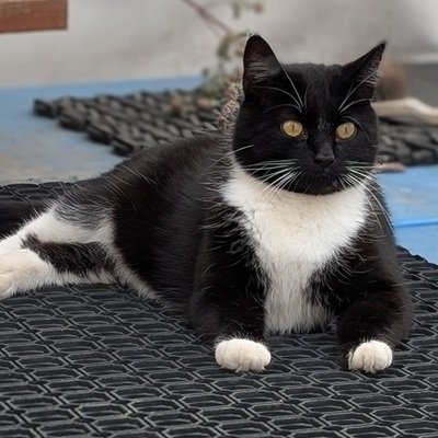 Boris the barn cat is seldom seen by visitors to The Llama Sanctuary