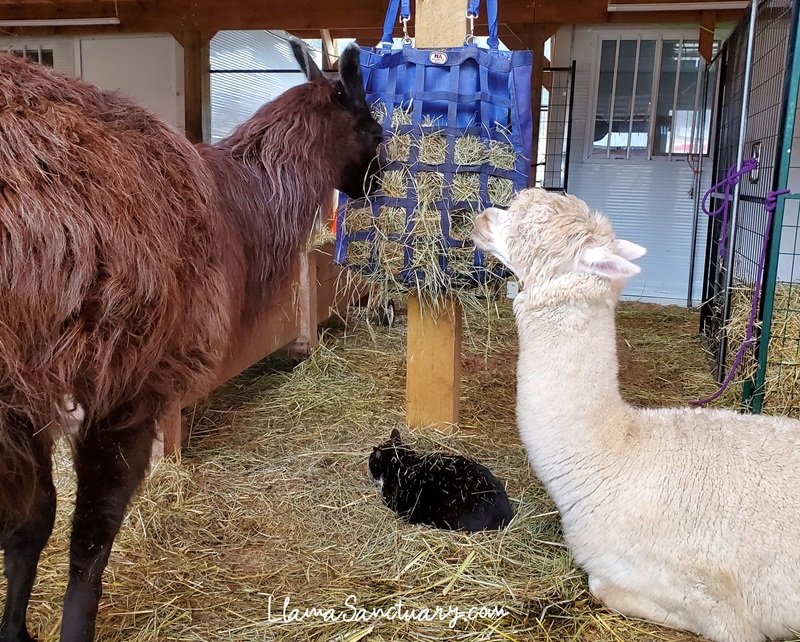 Toby the llama, blind alpaca Gemmy and Boris the cat enjoying hay
