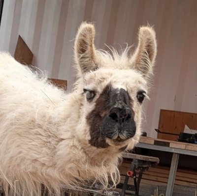 Chanelle is the sweetest llama you will ever meet