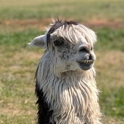Unsteady Eddie, the crippled alpaca is a daddy!