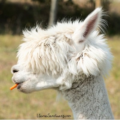 Gemmy the blind alpaca is now 10 years old and she's a star!