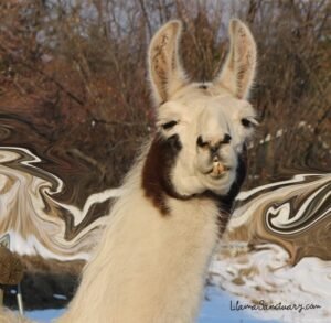 Heidi was one of sweetest llamas to bless The Llama Sanctuary with her presence