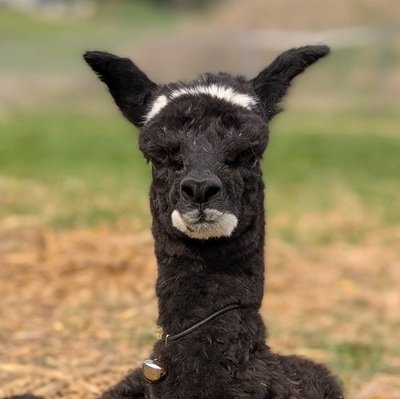 Harry was a surprise baby alpaca born to blind Gemmy 