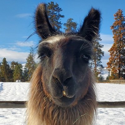 Llama Jewel is a silent observer at The Llama Sanctuary