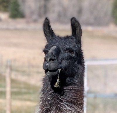 Juniper the llama needs to floss before 