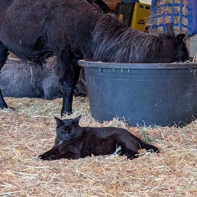 Mallory the cat is a regular visitor with the llamas