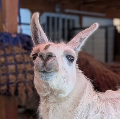 Manna has been in The Llama Sanctuary since 2008